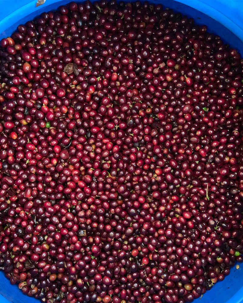 Speciality Coffee WANF x Hidden Coffee