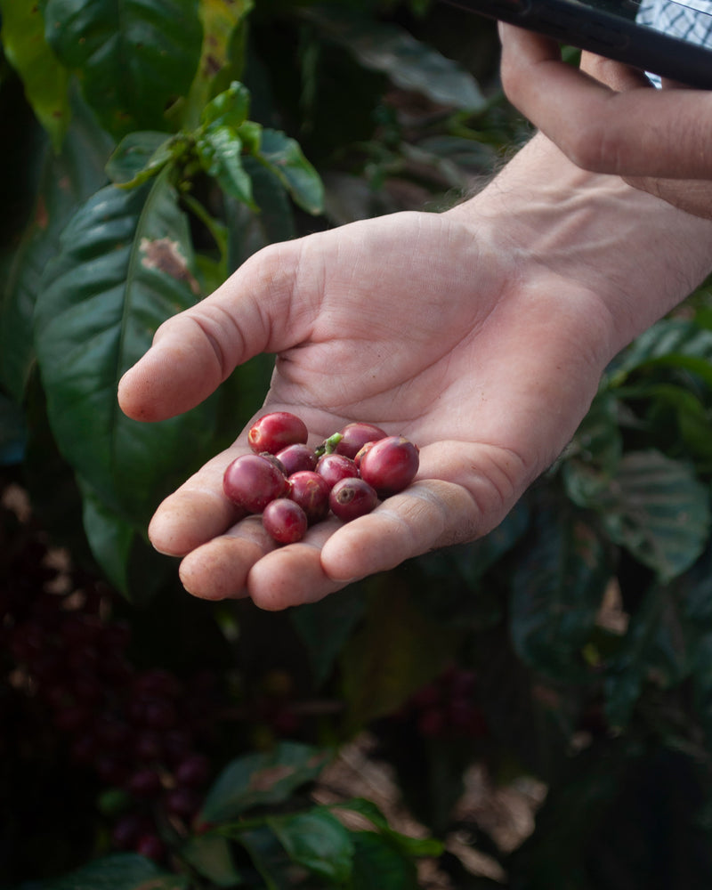 Speciality Coffee WANF x Hidden Coffee